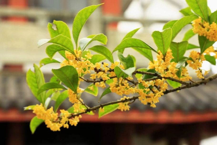 桂花盆栽養護
