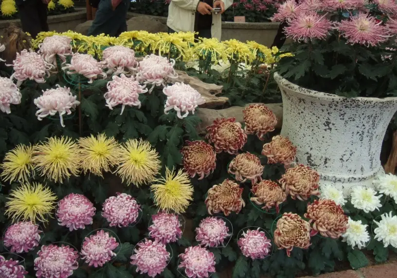 季節花語：台灣四季賞花景點與花季行程指南