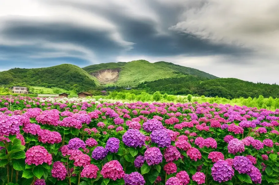 陽明山花季交通